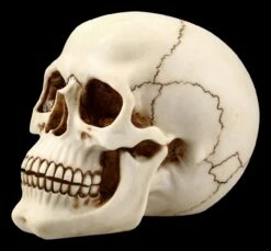 Menschlicher Totenkopf Mit Unterkiefer - Groß 9 Menschlicher Totenkopf Mit Unterkiefer - Groß -FIGUREN Verkäufe FS21153 Menschlicher Totenkopf mit Unterkiefer gross 3 1280x1280