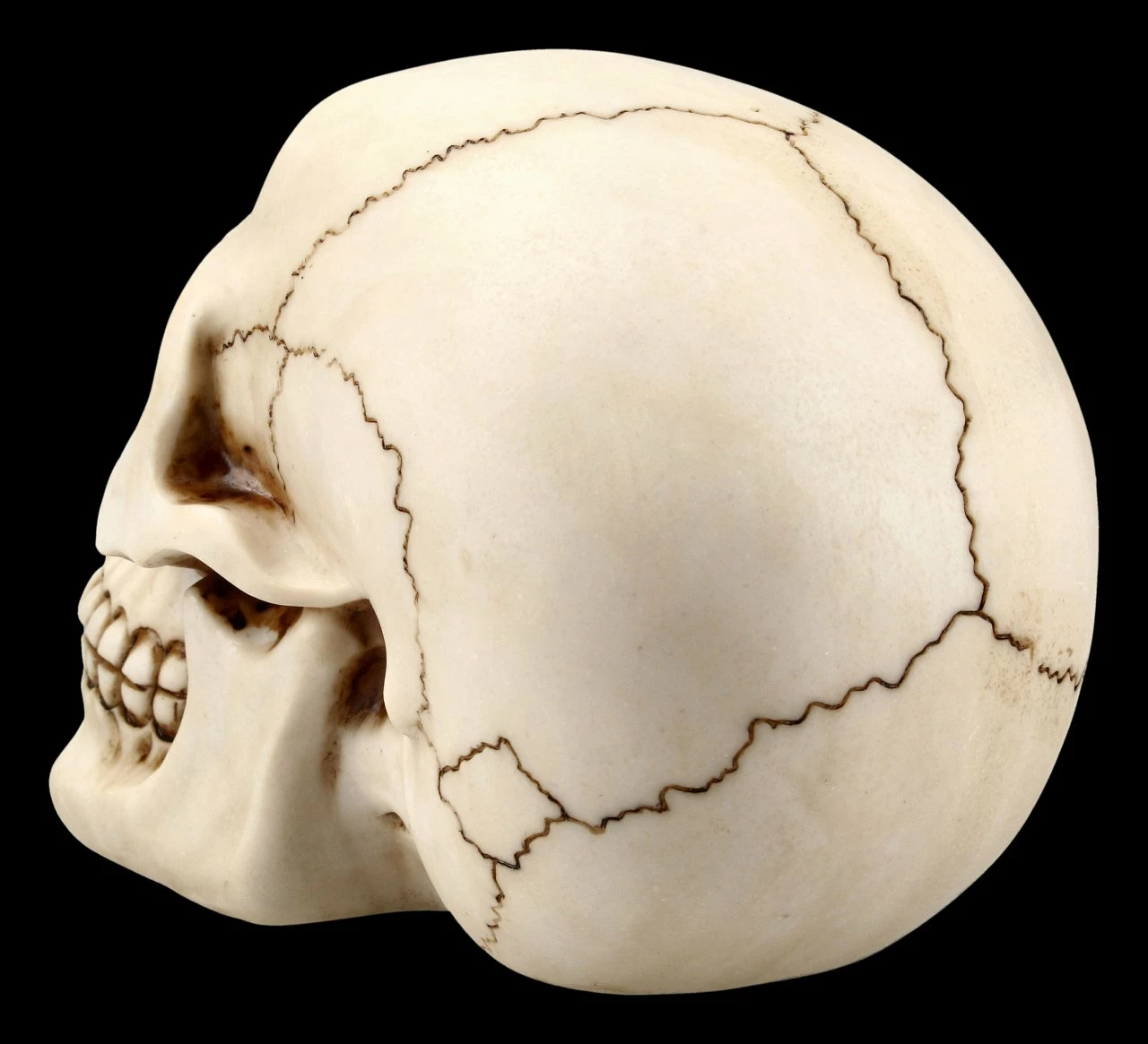 Menschlicher Totenkopf Mit Unterkiefer - Groß 6 Menschlicher Totenkopf Mit Unterkiefer - Groß – Bild 4