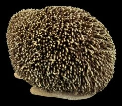 Kleine Igel Figur -FIGUREN Verkäufe FS21209 Kleine Igel Figur 6 1280x1280