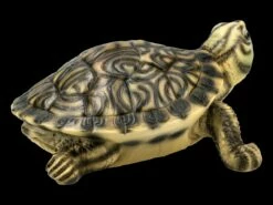 Gelbbauch-Schmuckschildkröte - Figur -FIGUREN Verkäufe FS21213 Gelbbauch Schmuckschildkroete 8 1280x1280