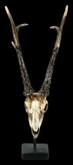 Rehbock Totenkopf Auf Metall Ständer 10 Rehbock Totenkopf Auf Metall Ständer -FIGUREN Verkäufe FS21254 Antilopen Totenkopf auf Metall Staender 2 1280x1280