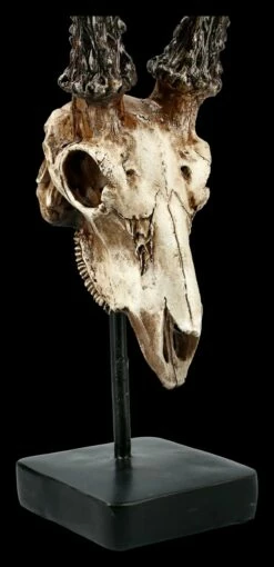 Rehbock Totenkopf Auf Metall Ständer 13 Rehbock Totenkopf Auf Metall Ständer -FIGUREN Verkäufe FS21254 Antilopen Totenkopf auf Metall Staender 8 1280x1280