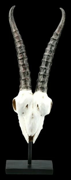 Antilopen Totenkopf Auf Metall Ständer 9 Antilopen Totenkopf Auf Metall Ständer -FIGUREN Verkäufe FS21255 Antilopen Totenkopf auf Metall Staender kurze Hoerner 2 1280x1280