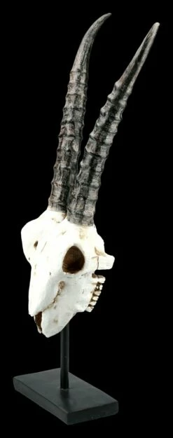 Antilopen Totenkopf Auf Metall Ständer 10 Antilopen Totenkopf Auf Metall Ständer -FIGUREN Verkäufe FS21255 Antilopen Totenkopf auf Metall Staender kurze Hoerner 3 1280x1280