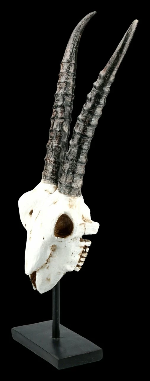 Antilopen Totenkopf Auf Metall Ständer 5 Antilopen Totenkopf Auf Metall Ständer – Bild 3