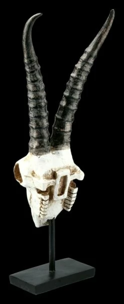 Antilopen Totenkopf Auf Metall Ständer 11 Antilopen Totenkopf Auf Metall Ständer -FIGUREN Verkäufe FS21255 Antilopen Totenkopf auf Metall Staender kurze Hoerner 5 1280x1280