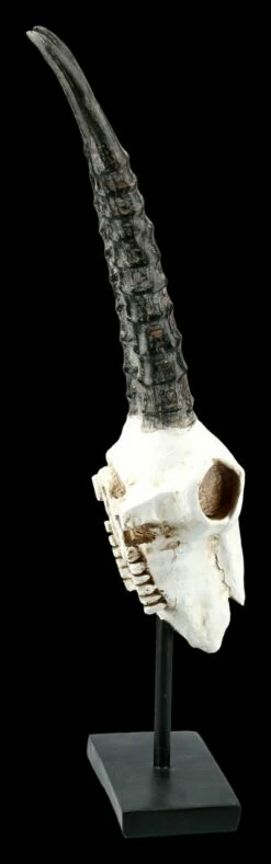 Antilopen Totenkopf Auf Metall Ständer 12 Antilopen Totenkopf Auf Metall Ständer -FIGUREN Verkäufe FS21255 Antilopen Totenkopf auf Metall Staender kurze Hoerner 8 1280x1280