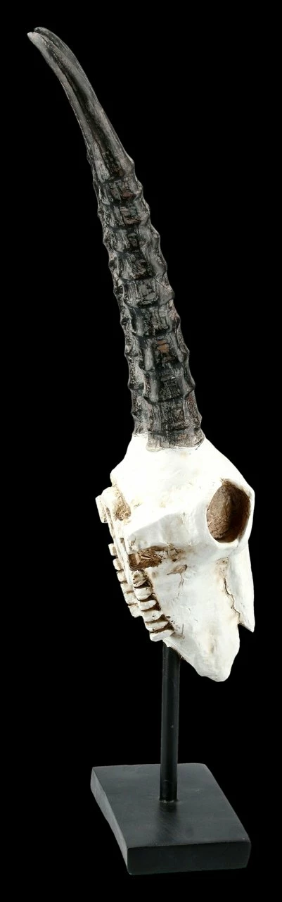 Antilopen Totenkopf Auf Metall Ständer 7 Antilopen Totenkopf Auf Metall Ständer – Bild 5