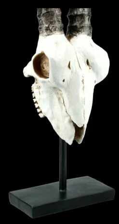 Antilopen Totenkopf Auf Metall Ständer 13 Antilopen Totenkopf Auf Metall Ständer -FIGUREN Verkäufe FS21255 Antilopen Totenkopf auf Metall Staender kurze Hoerner 9 1280x1280