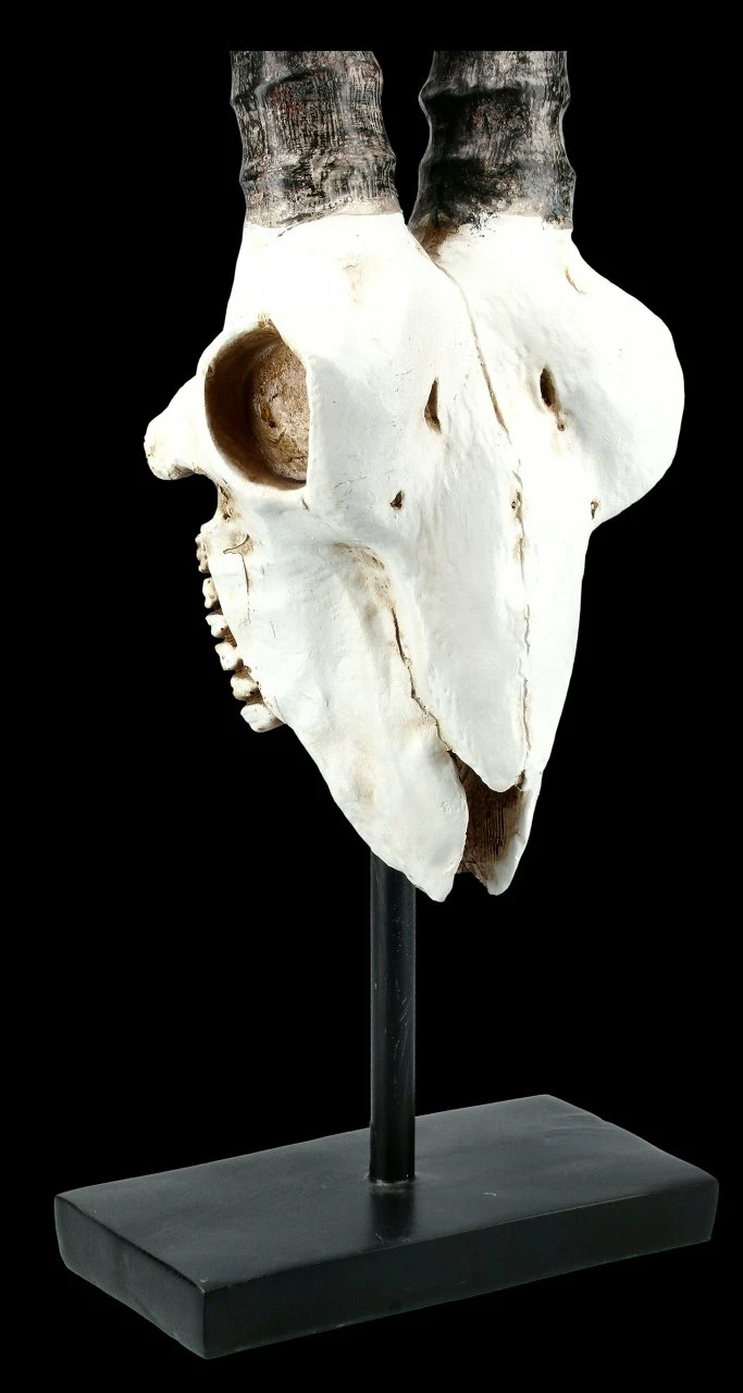Antilopen Totenkopf Auf Metall Ständer 8 Antilopen Totenkopf Auf Metall Ständer – Bild 6