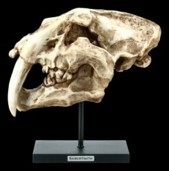 Säbelzahntiger Totenkopf Auf Metall Ständer -FIGUREN Verkäufe FS21619 Saebelzahntiger Totenkopf auf Metall Staender 1 1280x1280