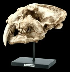 Säbelzahntiger Totenkopf Auf Metall Ständer -FIGUREN Verkäufe FS21619 Saebelzahntiger Totenkopf auf Metall Staender 2 1280x1280