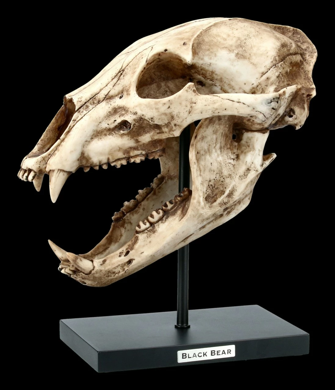 Schwarzbär Totenkopf Auf Metall Ständer 3 Schwarzbär Totenkopf Auf Metall Ständer