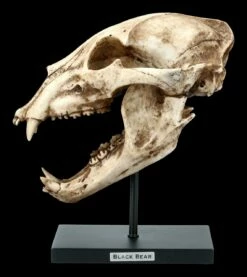 Schwarzbär Totenkopf Auf Metall Ständer 10 Schwarzbär Totenkopf Auf Metall Ständer -FIGUREN Verkäufe FS21621 Schwarzbaer Totenkopf auf Metall Staender 1 1280x1280