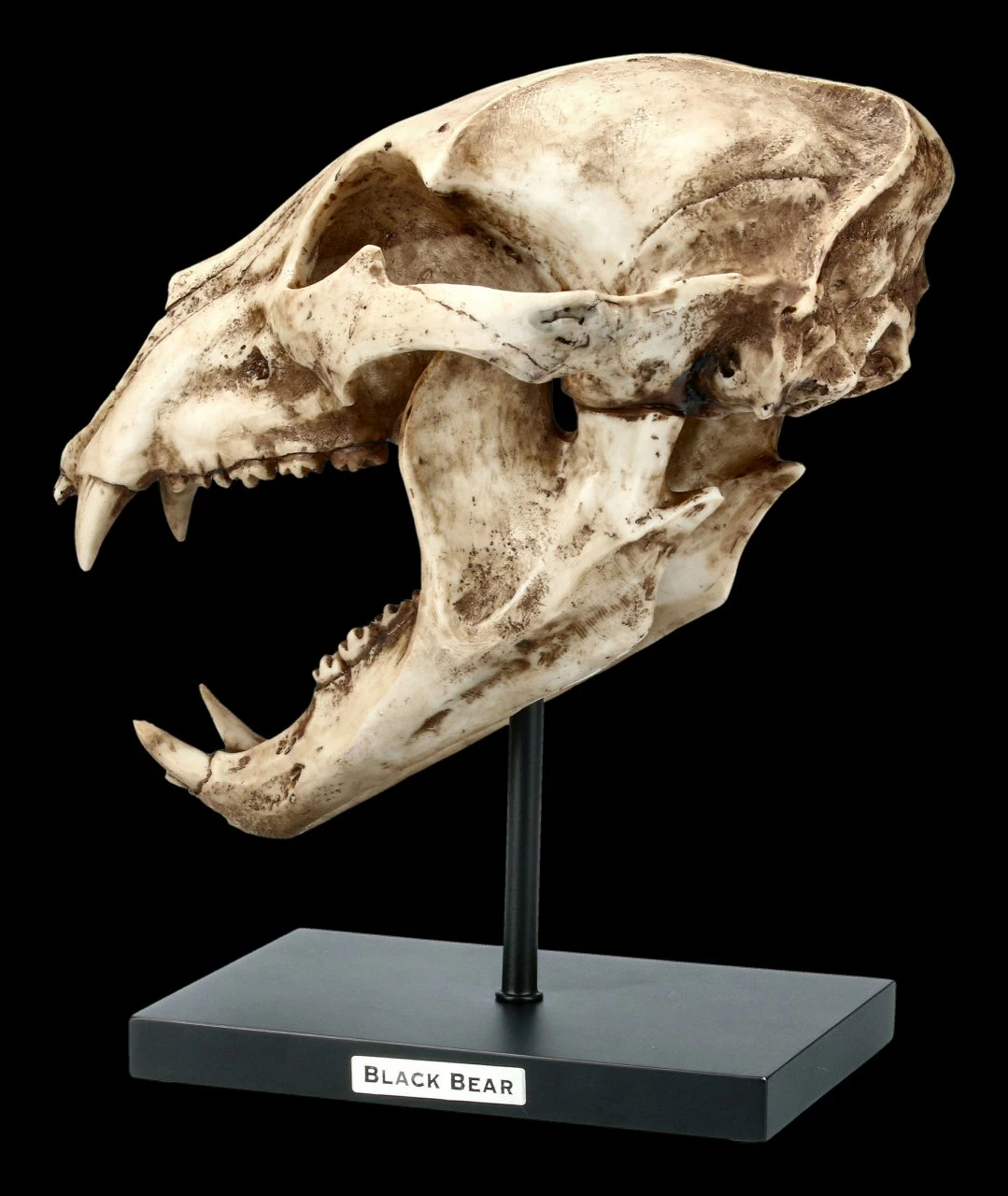 Schwarzbär Totenkopf Auf Metall Ständer 6 Schwarzbär Totenkopf Auf Metall Ständer – Bild 4