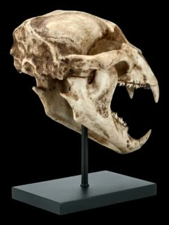 Schwarzbär Totenkopf Auf Metall Ständer 12 Schwarzbär Totenkopf Auf Metall Ständer -FIGUREN Verkäufe FS21621 Schwarzbaer Totenkopf auf Metall Staender 5 1280x1280