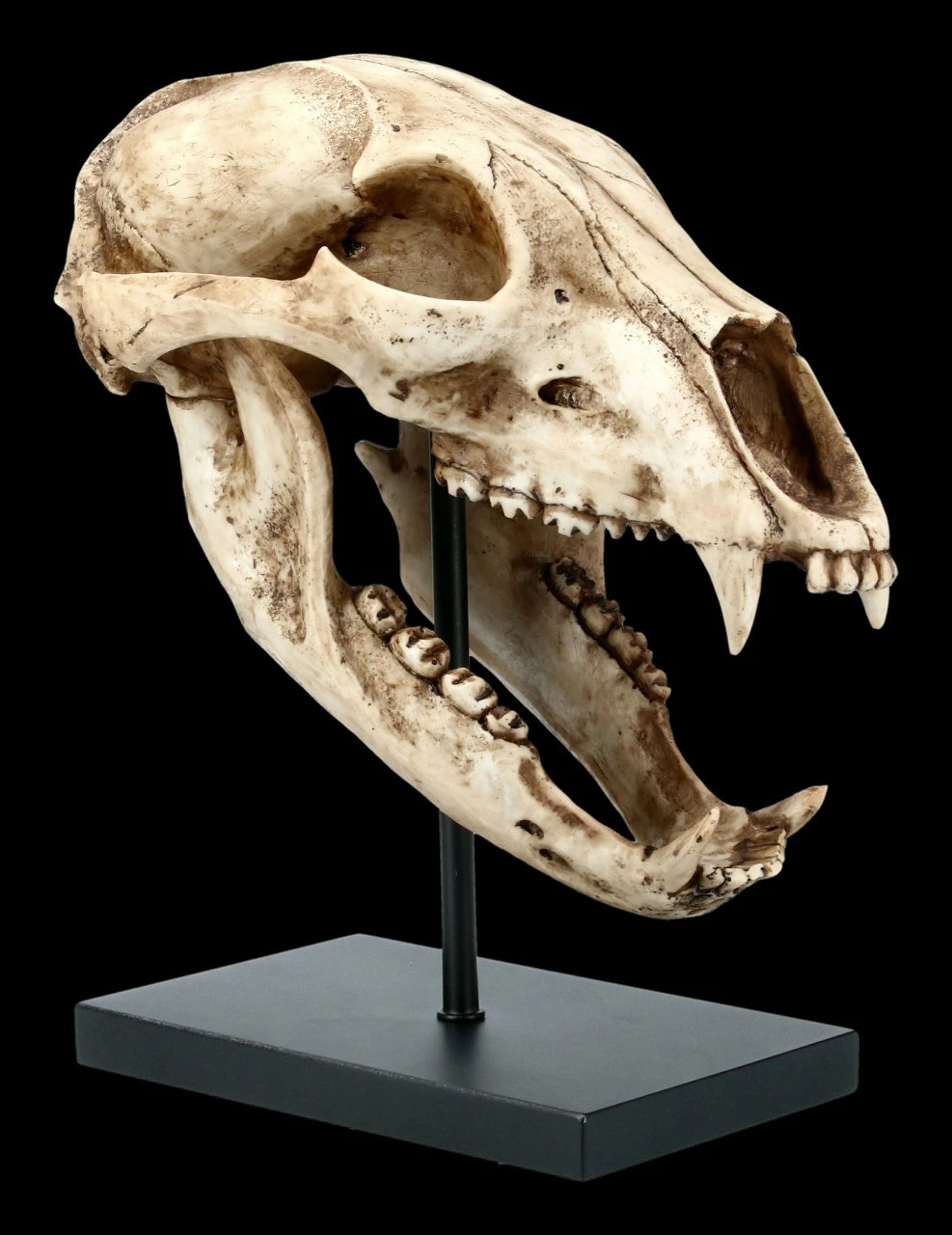 Schwarzbär Totenkopf Auf Metall Ständer 8 Schwarzbär Totenkopf Auf Metall Ständer – Bild 6