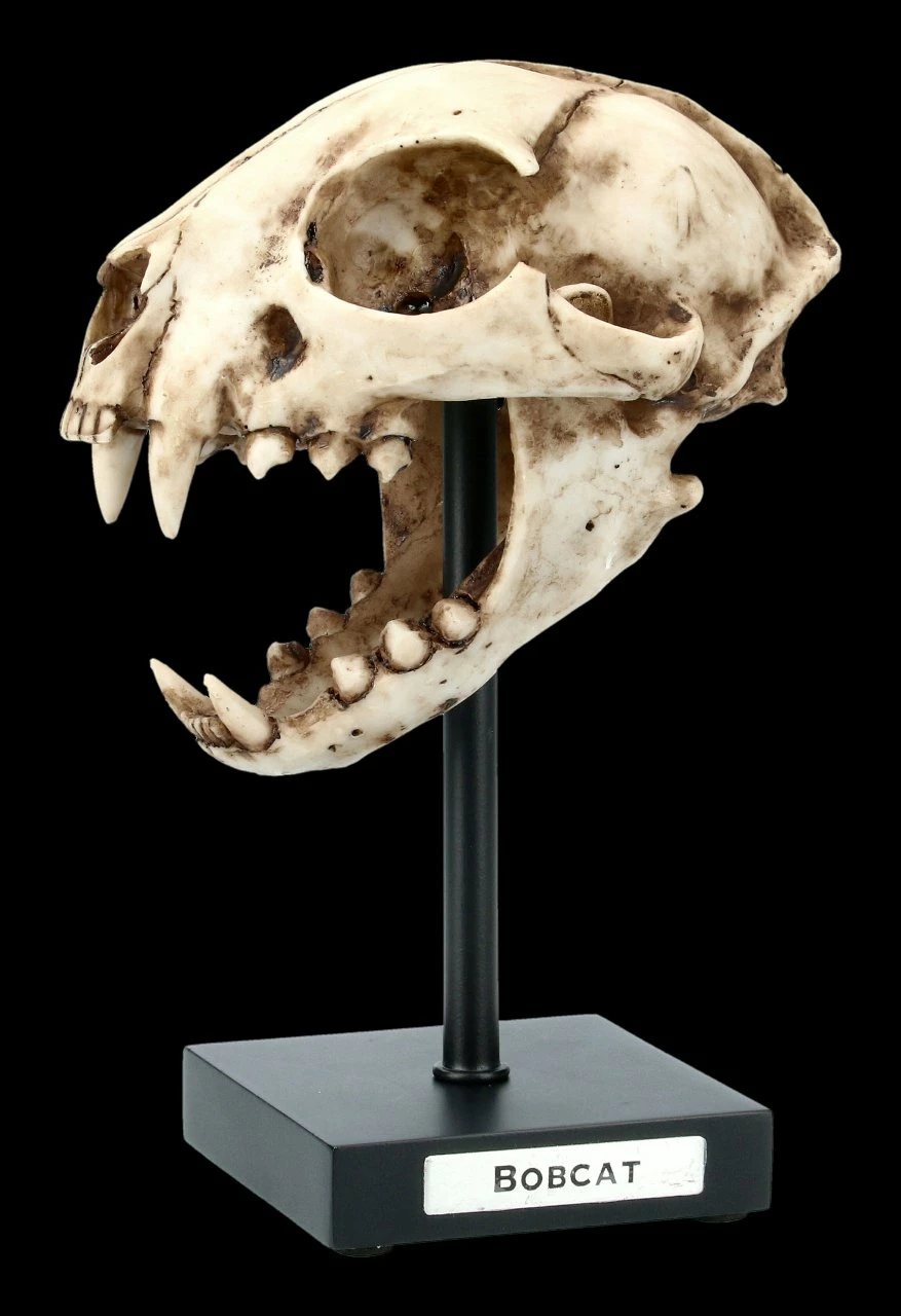 Rotluchs Totenkopf Auf Metall Ständer 3 Rotluchs Totenkopf Auf Metall Ständer