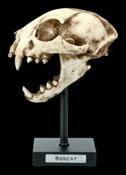 Rotluchs Totenkopf Auf Metall Ständer 10 Rotluchs Totenkopf Auf Metall Ständer -FIGUREN Verkäufe FS21622 Rotluchs Totenkopf auf Metall Staender 1 1280x1280