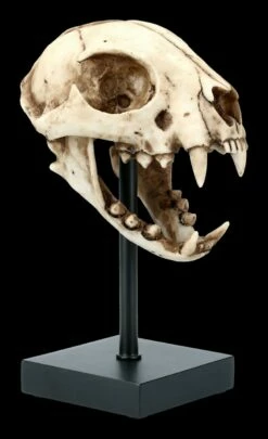 Rotluchs Totenkopf Auf Metall Ständer 13 Rotluchs Totenkopf Auf Metall Ständer -FIGUREN Verkäufe FS21622 Rotluchs Totenkopf auf Metall Staender 7 1280x1280