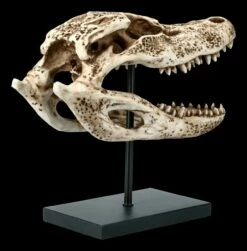 Alligator Totenkopf Auf Metall Ständer 12 Alligator Totenkopf Auf Metall Ständer -FIGUREN Verkäufe FS21624 Alligator Totenkopf auf Metall Staender 5 1280x1280