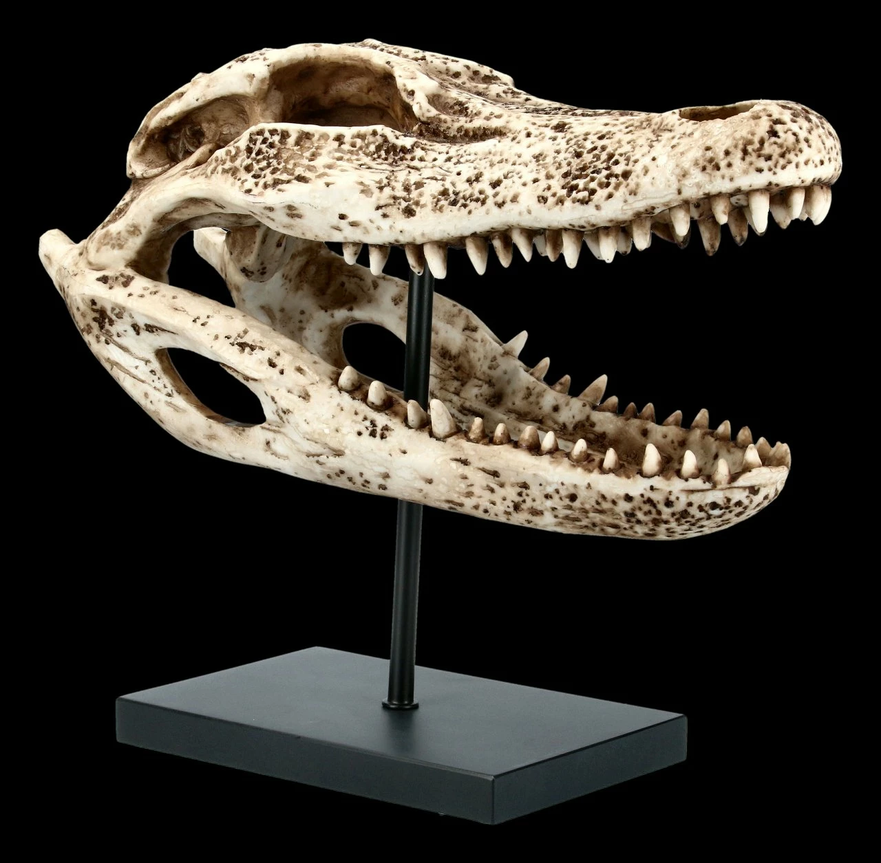 Alligator Totenkopf Auf Metall Ständer 8 Alligator Totenkopf Auf Metall Ständer – Bild 6