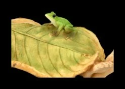 Pixie Kobold Figur - Blätter Bett 2er Set -FIGUREN Verkäufe FS24657 Pixie Kobold Figur Blatter Bett 2er 8 1280x1280