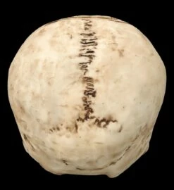 Totenkopf Figur - Ritualschädel Mit Pentagramm 14 Totenkopf Figur - Ritualschädel Mit Pentagramm -FIGUREN Verkäufe FS26417 Totenkopf Figur Ritualsch del mit Pentagramm 6 1280x1280