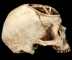 Totenkopf Figur - Ritualschädel Mit Pentagramm 15 Totenkopf Figur - Ritualschädel Mit Pentagramm -FIGUREN Verkäufe FS26417 Totenkopf Figur Ritualsch del mit Pentagramm 8 1280x1280