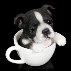 Hund In Tasse - Boston Terrier Welpe -FIGUREN Verkäufe Hund In Tasse Boston Terrier 5 1280x1280