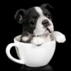 Hund In Tasse - Boston Terrier Welpe