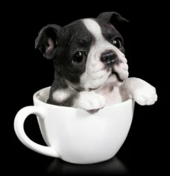 Hund In Tasse - Boston Terrier Welpe
