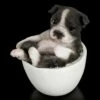 Hunde Figur Mini - Boston Terrier Welpe Tasse -FIGUREN Verkäufe Hund In Tasse Mini Boston Terrier Welpe 5 1280x1280