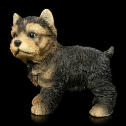 Hunde Figur - Yorkshire Terrier Welpe Stehend -FIGUREN Verkäufe Hunde Figur Yorkshire Terrier Welpe Stehend 1280x1280