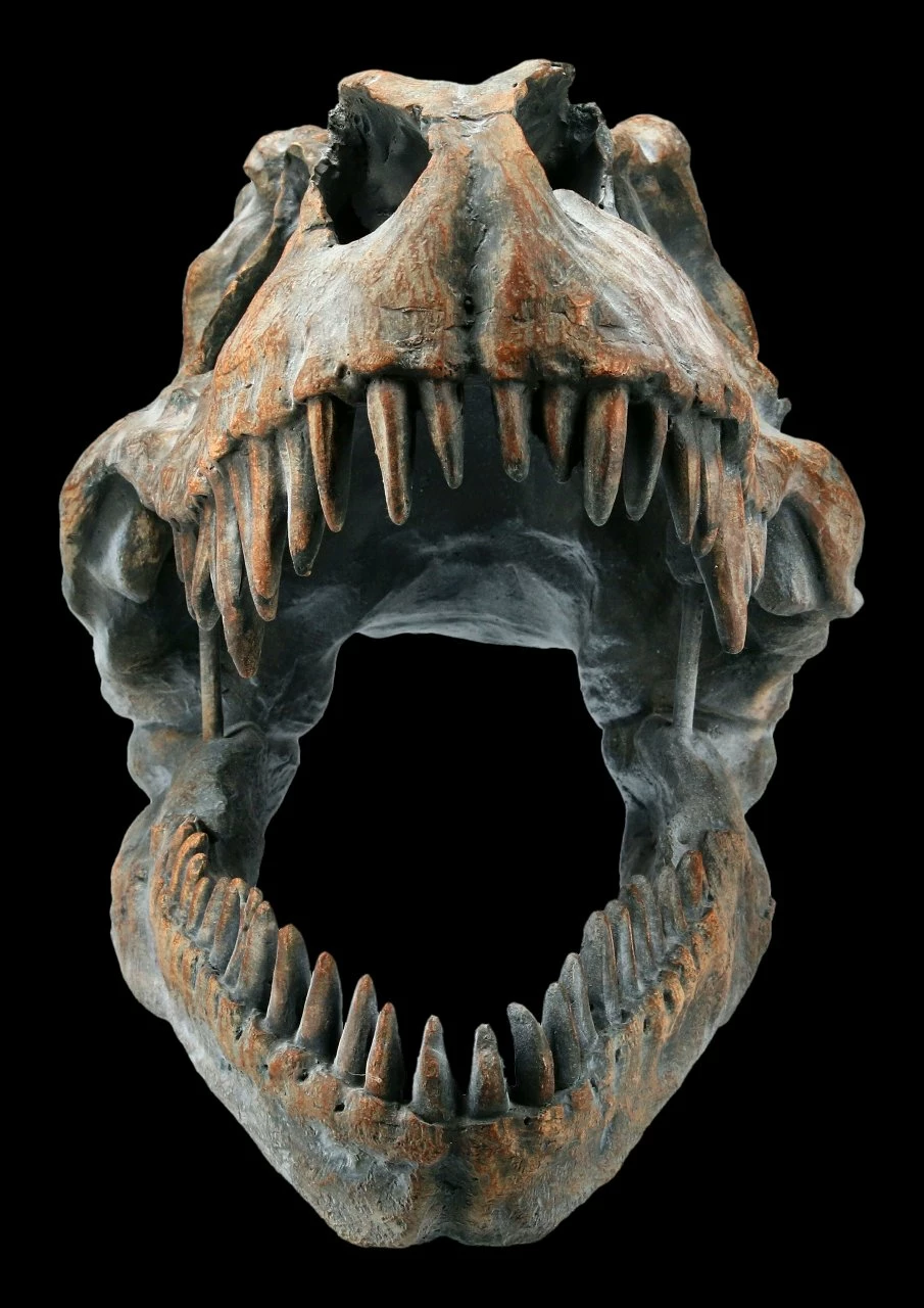 Totenkopf - Tyrannosaurus Rex - Mittel 4 Totenkopf - Tyrannosaurus Rex - Mittel – Bild 2