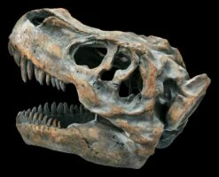 Totenkopf - Tyrannosaurus Rex - Mittel 11 Totenkopf - Tyrannosaurus Rex - Mittel -FIGUREN Verkäufe ML11828 Totenkopf Tyrannosaurus Rex mittel 5 1280x1280