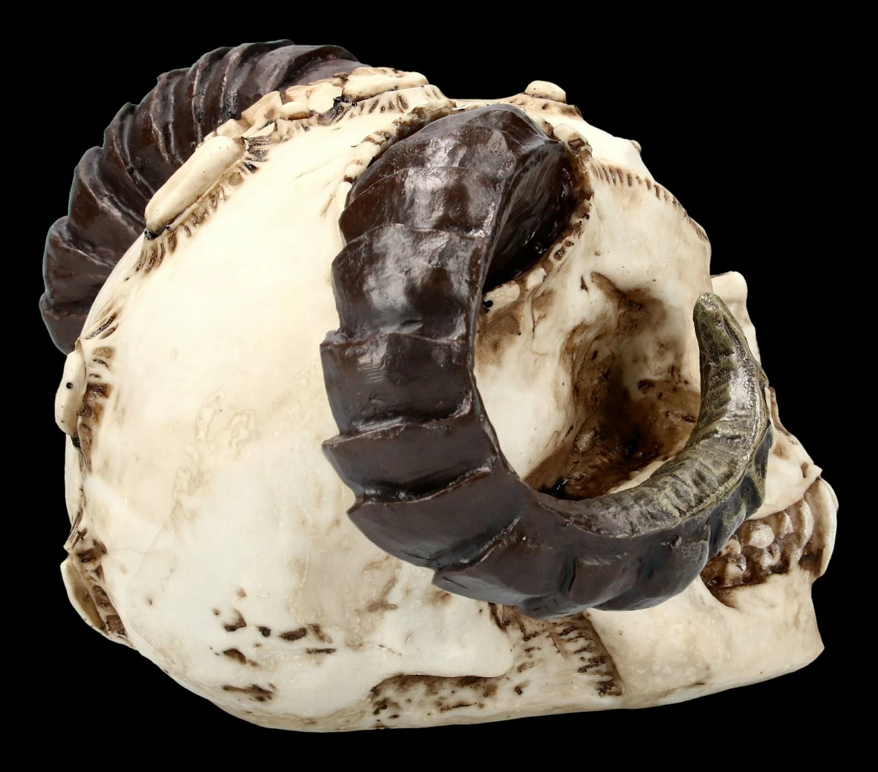 Teufelskopf Mit Widderhörnern 7 Teufelskopf Mit Widderhörnern – Bild 5