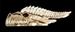 Wandrelief - Drachen Totenkopf Kryss -FIGUREN Verkäufe ML6578 Drachen Totenkopf Wanddeko 1 1280x1280