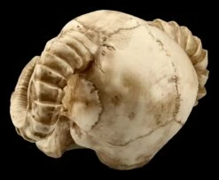 Totenkopf - Gehörnter Teufel -FIGUREN Verkäufe ML8756 Totenkopf Gehoernter Teufel 5 1280x1280