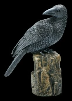 Schwarzer Rabe Sitzt Auf Fels