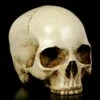 Menschlicher Totenkopf Ohne Unterkiefer 1 Menschlicher Totenkopf Ohne Unterkiefer -FIGUREN Verkäufe Menschlicher Totenkopf Ohne Unterkiefer 1280x1280