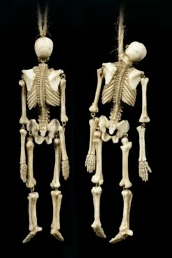 Skelett Figuren Zum Hängen - 2er Set 11 Skelett Figuren Zum Hängen - 2er Set -FIGUREN Verkäufe Skelett Figuren Zum Haengen 2er Set 3 1280x1280