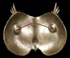 Steampunk Maske - Eule -FIGUREN Verkäufe Steampunk Wandrelief Eule 2 1280x1280