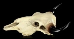 Totenkopf - Rinder Schädel Western 16 Totenkopf - Rinder Schädel Western -FIGUREN Verkäufe Totenkopf Rinder Schaedel 3 1280x1280