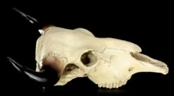 Totenkopf - Rinder Schädel Western 20 Totenkopf - Rinder Schädel Western -FIGUREN Verkäufe Totenkopf Rinder Schaedel 7 1280x1280