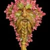 Baumgeist Wandrelief - Mabon Wisdom -FIGUREN Verkäufe Waldgeist Wandrelief Mabon Wisdom 1280x1280