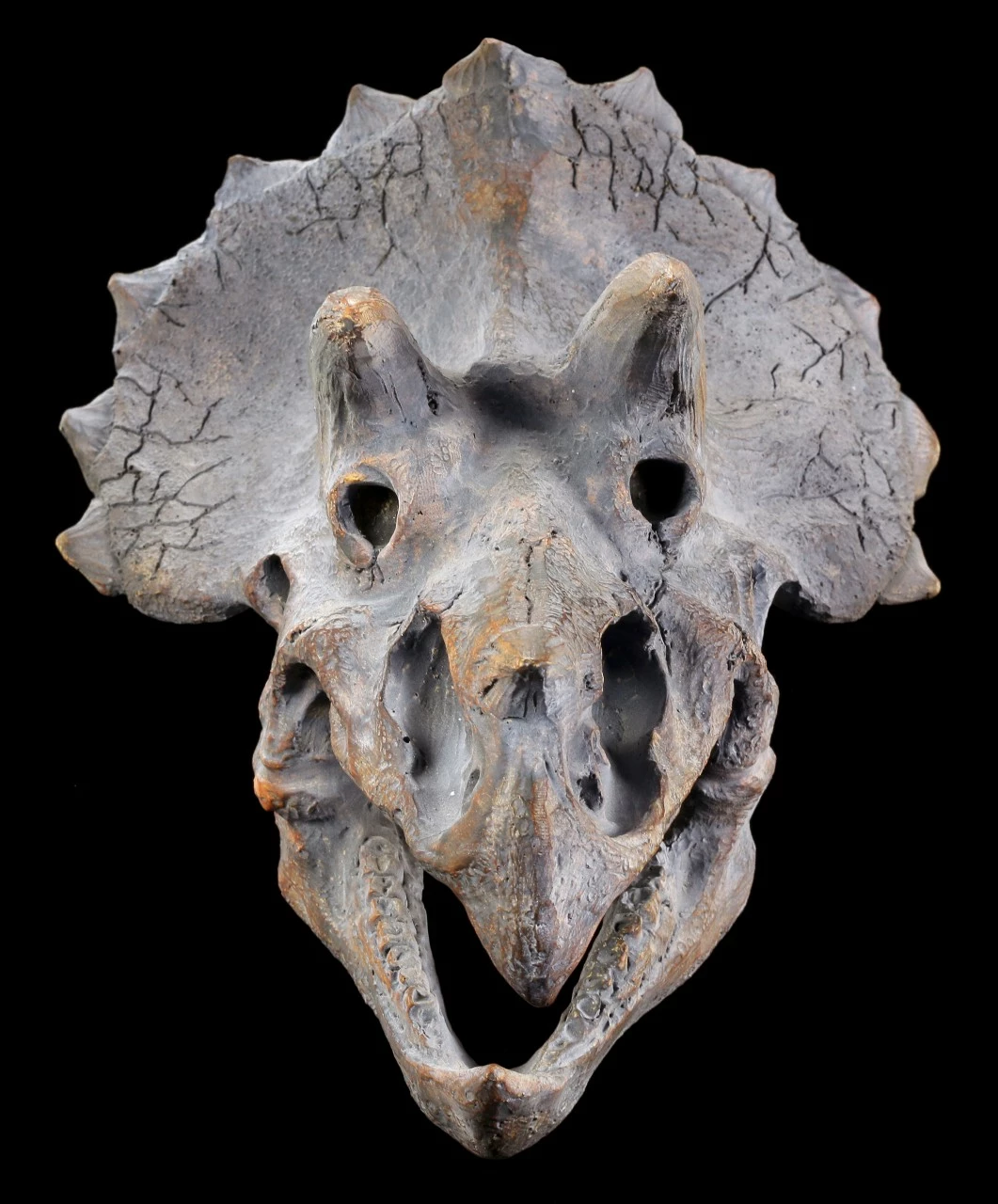 Wandrelief - Dinosaurier Kopf - Triceratops 4 Wandrelief - Dinosaurier Kopf - Triceratops – Bild 2